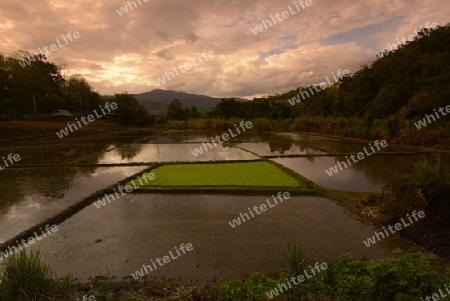 Ein Reisfeld beim Dorf Mae Hong Son im norden von Thailand in Suedostasien.