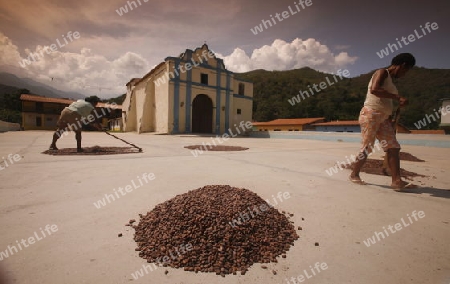 Suedamerika, Karibik, Venezuela, Nord, Chuao, National Park Hanri Pittier, Dorf, Cacao Dorf, Kakao Dorf, Kakao, Kakao Bohnen trocknen, Lufttrocknen, Frau, Arbeit, Export, Schockolade,  Kolonial, Kirche, Dorfkirche