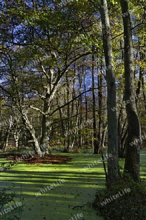 Darsswald im Nationalpark Vorpommersche Boddenlandschaft