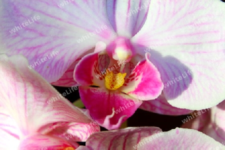 Phalaenopsis