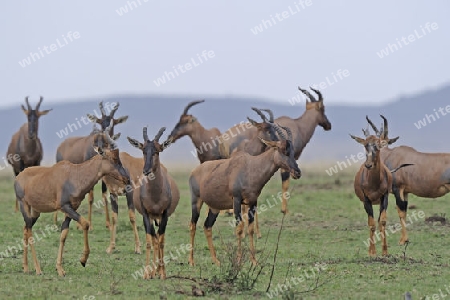 Leierantilope oder Topi, Topis  (Damaliscus lunatus)  Masai Mara National Reserve, Kenia, Ostafrika, Afrika