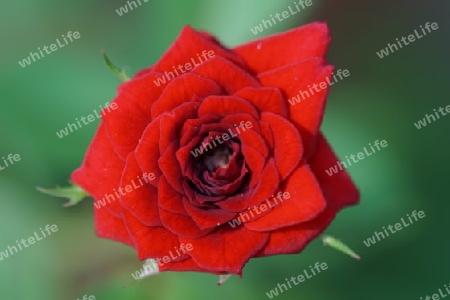 Die rote Rose