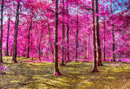 Beautiful pink and purple infrared panorama of a countryside landscape with a blue sky.