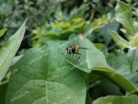 Schwebfliege im Juli I