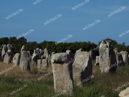 Menihre in uriger Landschaft