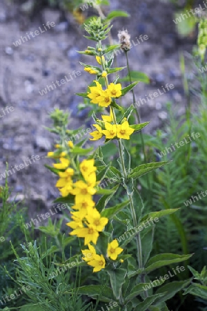 Gilbweiderich, gemeiner, Wildstaude