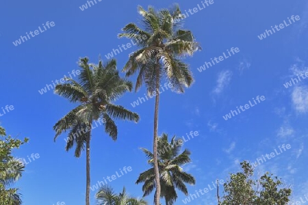 Beautiful palm trees at the beach on the tropical paradise islands Seychelles