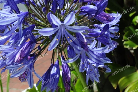 Liebesblume - Agapanthus praecox