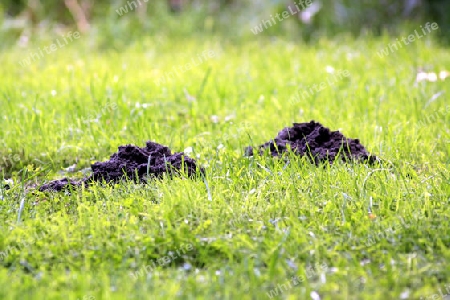 maulwurfsh?gel auf einer wiese