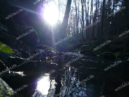 Flu?, Wald, Felsen