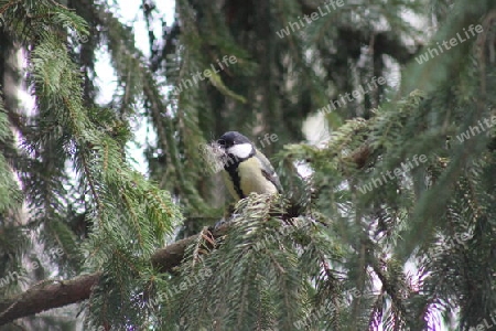 Vogel mit Nistmaterial