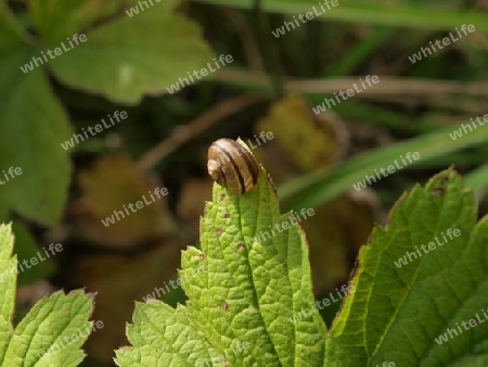 Schnecke auf Blatt