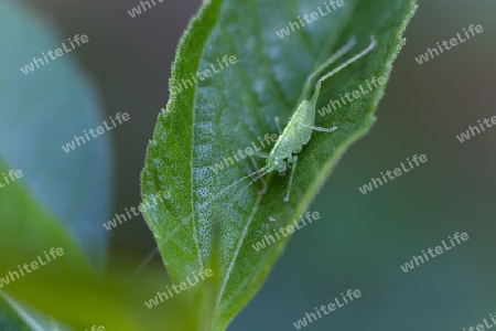 Grash?pfer auf dem Blatt