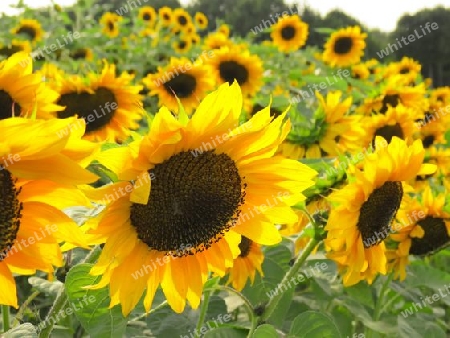 Sonnenblumen