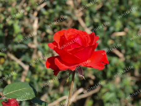 Rote Rose im Garten