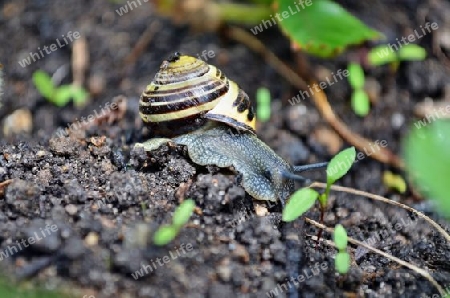 Schnecke3