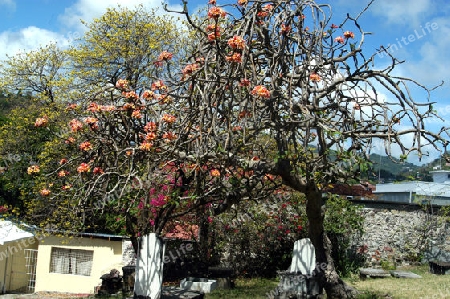 Frangipani - Plumeria alba