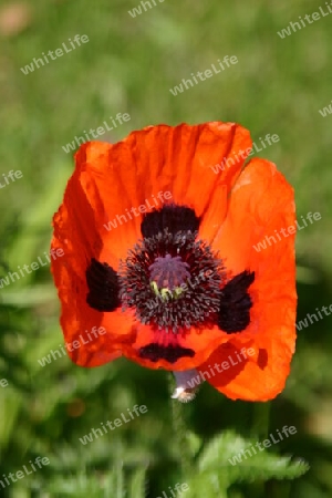 Roter Mohn