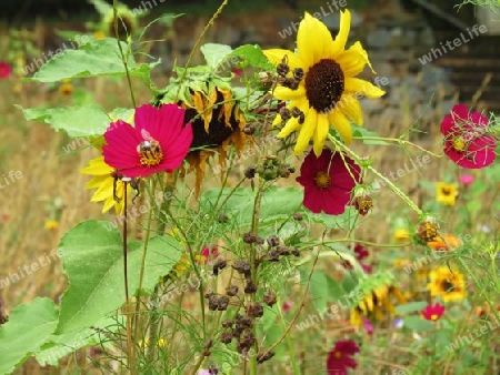 Sp?tsommergarten