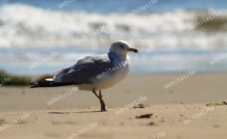 M?we am Strand