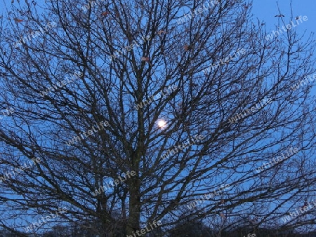 Abendmond hinterm Baum-blaue Stunde