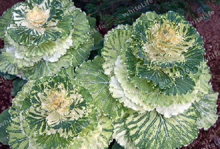 Der Norden Islands, Zierkohl im botanischen Garten von Akureyri