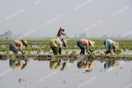 Rice farmers plant rice in a ricefield at the city of Nyaungshwe at the Inle Lake in the Shan State in the east of Myanmar in Southeastasia.