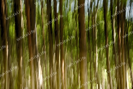 Bewegter Wald