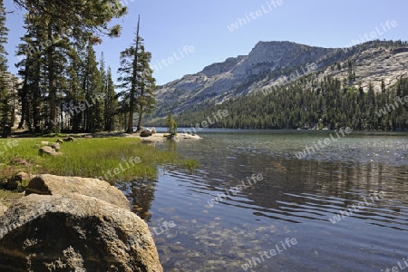 Morgenstimmung am Tenaya Lake im Yosemite Nationalpark, Kalifornien, USA