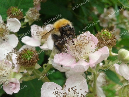 Hummel auf Brombeerbl?te I