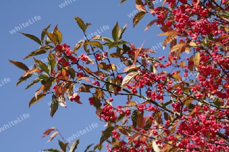 Herbstbaum