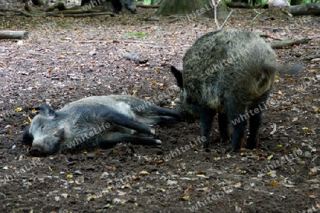 Wildschwein.01