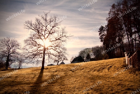 Karler Baum im Gegenlicht