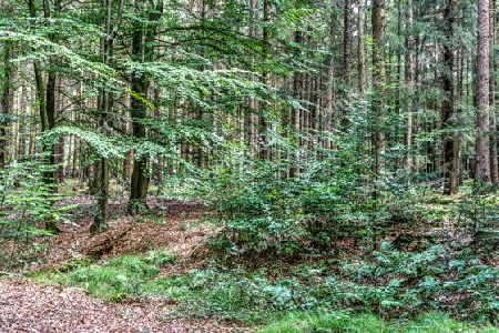 Beautiful view into a dense green forest with bright sunlight casting deep shadow.