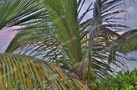 Beautiful palm trees at the beach on the tropical paradise islands Seychelles