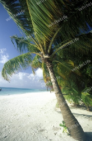 
Der Traumstrand mit Palmen und weissem Sand an der Insel Velavaru im Southmale Atoll auf den Inseln der Malediven im Indischen Ozean.   