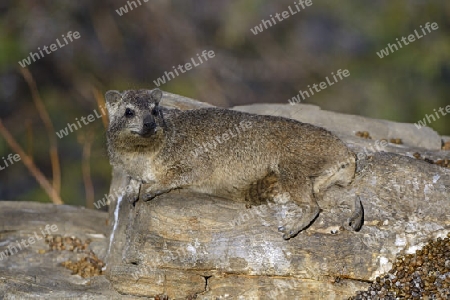 Klippschliefer (Procavia capensis) sonnen sich in der Abendsonne, Khomas Region, Namibia, Afrika