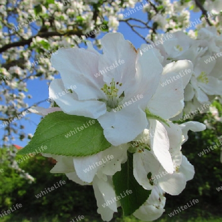 Apple Blossom