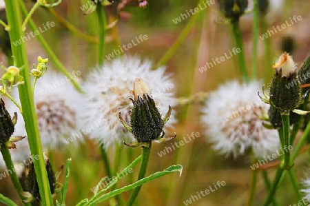 Pusteblume