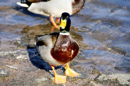 Ente am Fluss