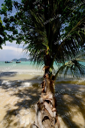 A Beach on the Island of Ko PhiPhi on Ko Phi Phi Island outside of the City of Krabi on the Andaman Sea in the south of Thailand. 