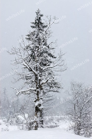 Baum am K?nigssee