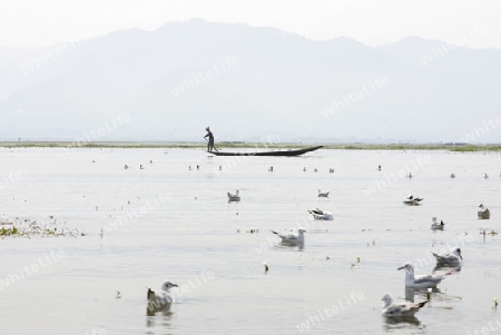 A fishingboat on the Lake Inle near the town of Nyaungshwe at the Inle Lake in the Shan State in the east of Myanmar in Southeastasia.