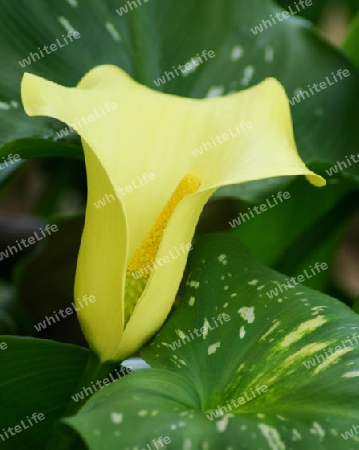 Calla - Zantedeschia aethiopica