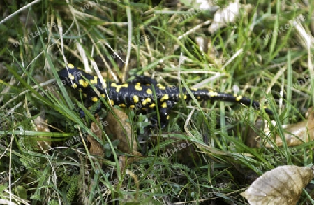 Feuersalamander