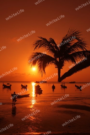 Der Strand  von Hat Sai Ri auf der Insel Ko Tao im Golf von Thailand im Suedwesten von Thailand in Suedostasien. 