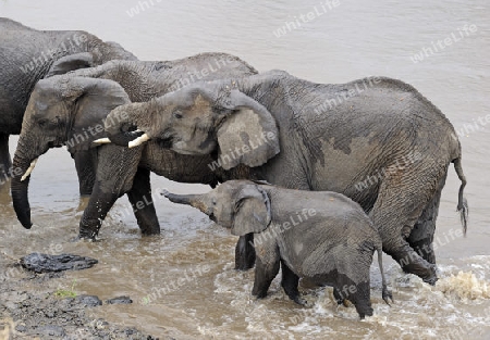 Afrikanische Elefanten (Loxodonta africana), Mutter mit Jungtier beim durchqueren des Mara Flusses, Masai Mara, Kenia, Afrika