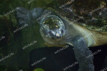 Wasserschildkr?te