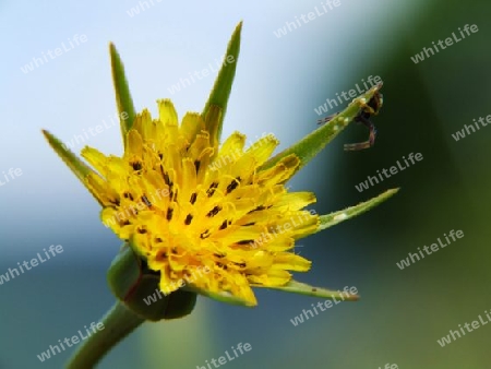 Wiesenbocksbart ohne Bl?tenbl?tter