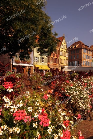 the old city of Colmar in  the province of Alsace in France in Europe